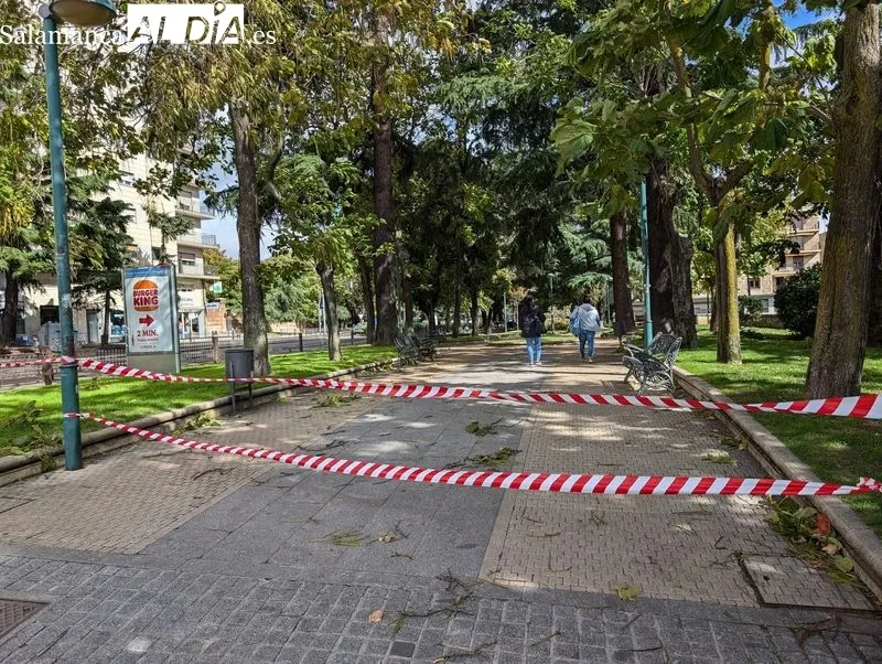 Foto 3 - Susto en la avenida Reyes de Espa&ntilde;a, un &aacute;rbol cae cerca de un padre y su hijo
