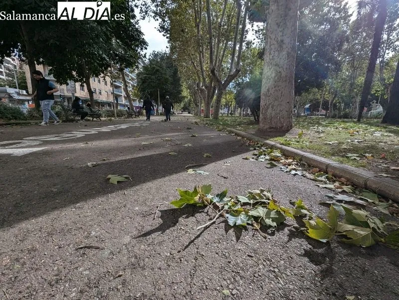 Efectos de las fuertes rachas de viento en el parque de la Alamedilla. Foto de David Sañudo