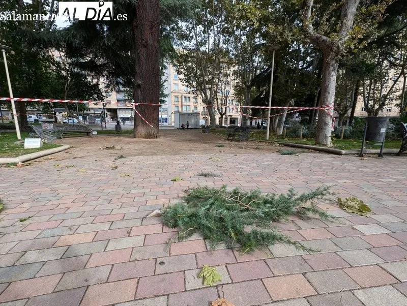 Efectos de las fuertes rachas de viento en el parque de la Alamedilla. Foto de David Sañudo