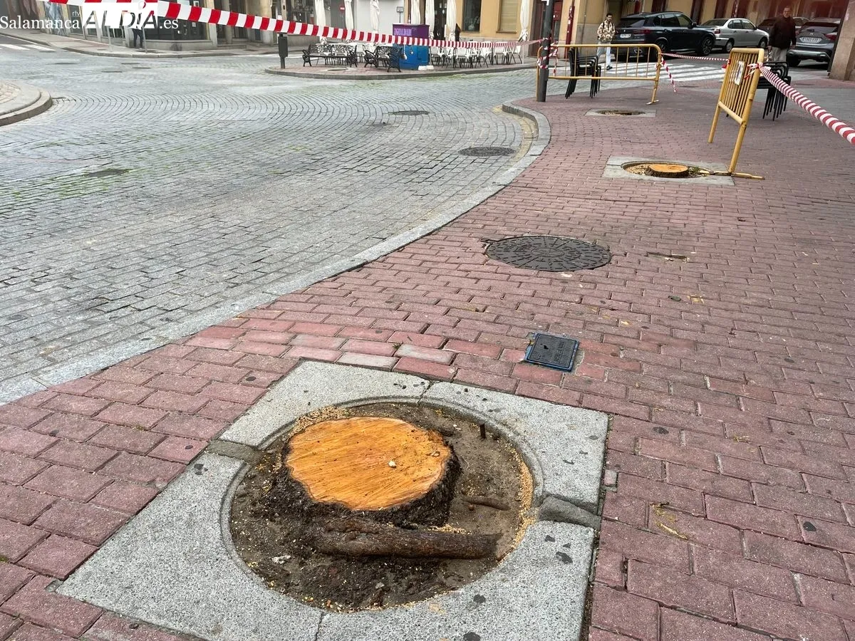 Imagen de la plaza del Oeste tras la tala de los árboles que tenía lugar el martes. Foto de Miguel González