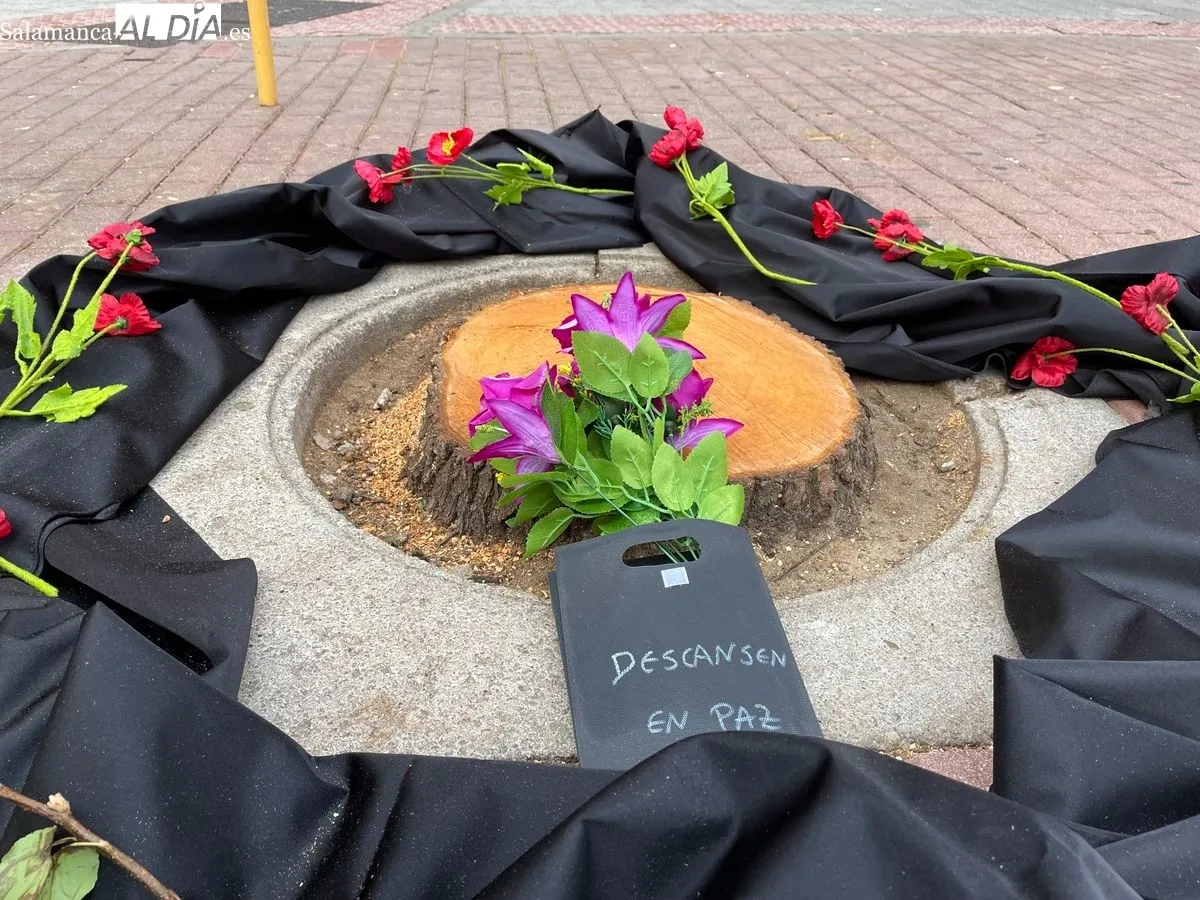 Imagen de la plaza del Oeste tras la tala de los árboles que tenía lugar el martes. Foto de Miguel González