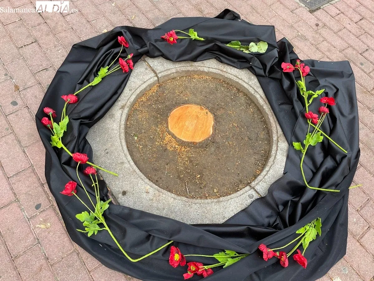 Imagen de la plaza del Oeste tras la tala de los árboles que tenía lugar el martes. Foto de Miguel González