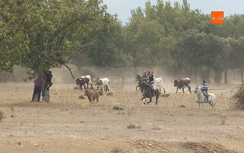 Encierro a Caballo en Alba de Yeltes/ Fotos: Adrián M.Pastor