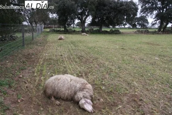 Consecuencias del ataque de un lobo en la provincia de Salamanca | Foto: Archivo