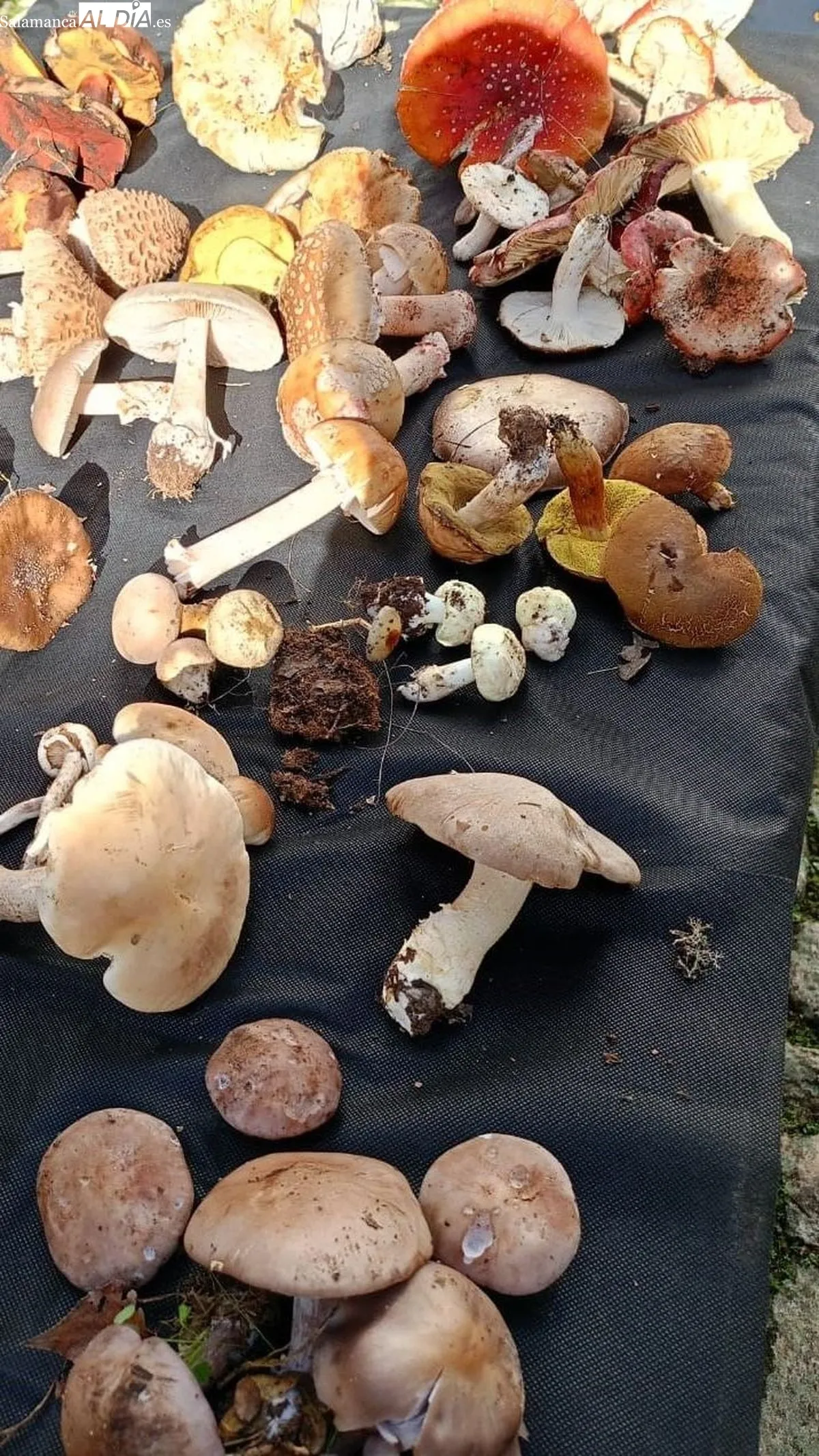 Las setas recogidas en el campo fueron catalogadas y expuestas en el patio de la Casa de los Condes