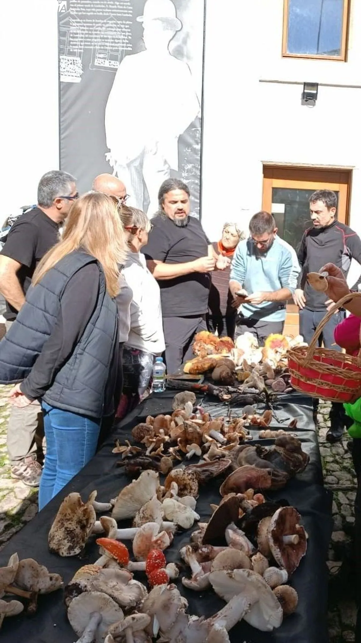 Las setas recogidas en el campo fueron catalogadas y expuestas en el patio de la Casa de los Condes