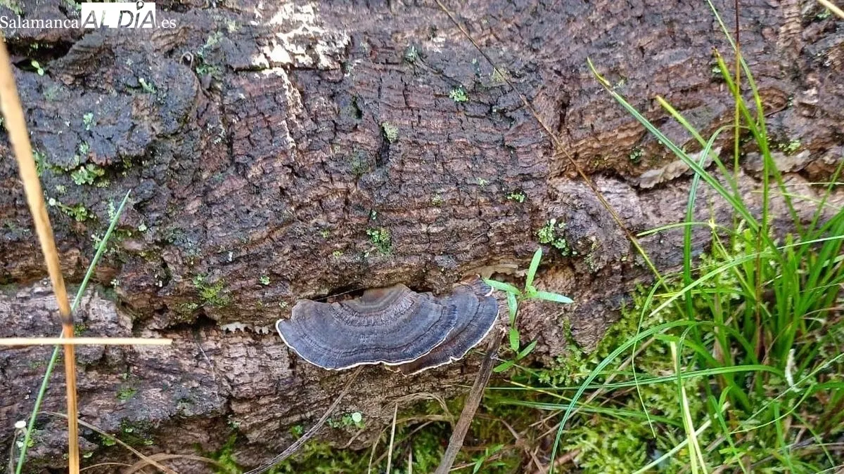 Las setas recogidas en el campo fueron catalogadas y expuestas en el patio de la Casa de los Condes