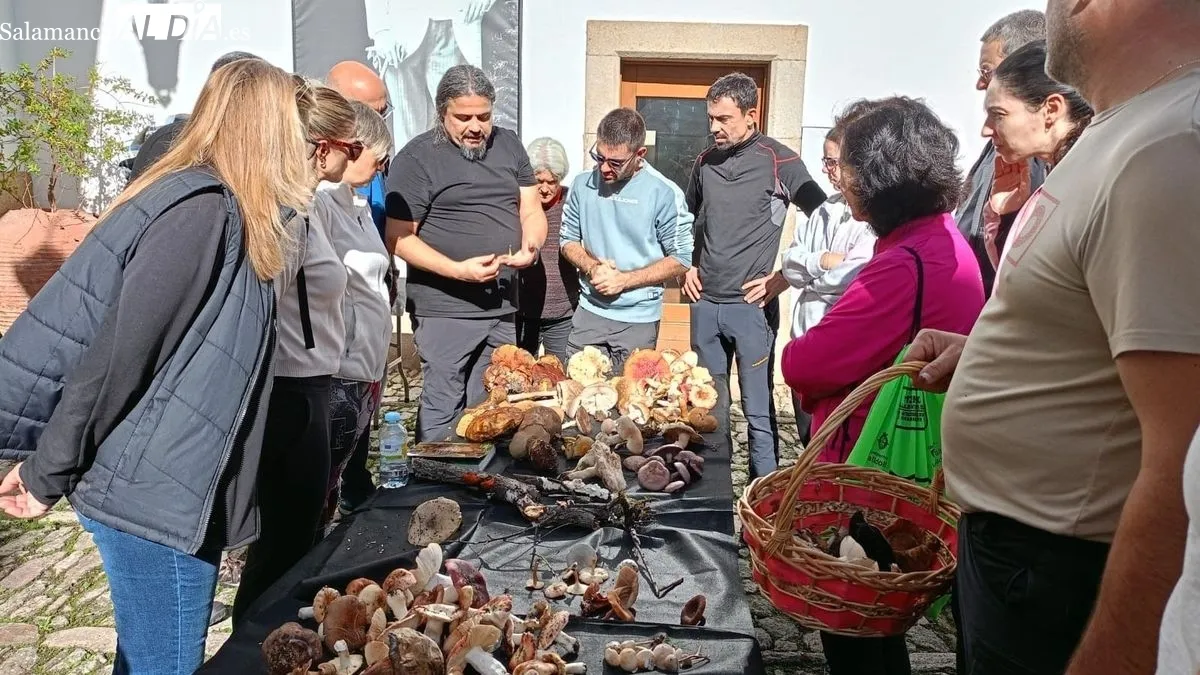 Las setas recogidas en el campo fueron catalogadas y expuestas en el patio de la Casa de los Condes