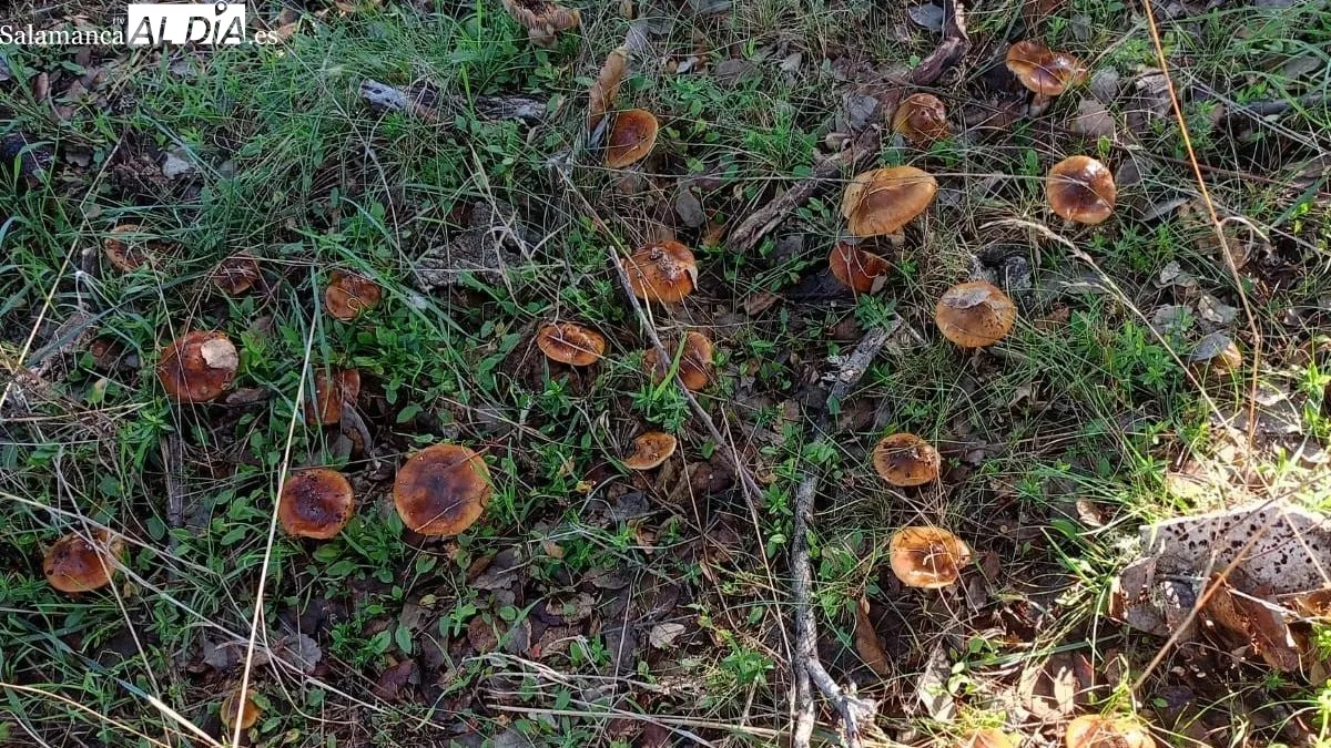 Las setas recogidas en el campo fueron catalogadas y expuestas en el patio de la Casa de los Condes