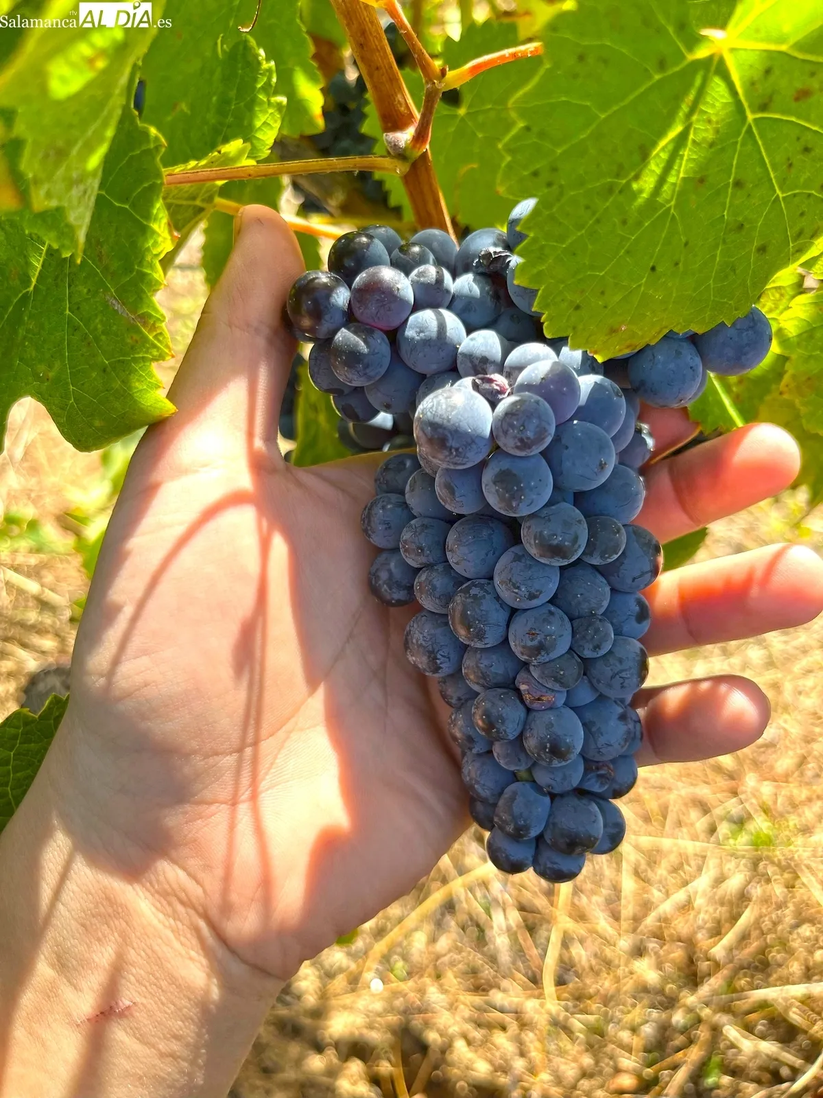 Uva bruñal/ CORRAL