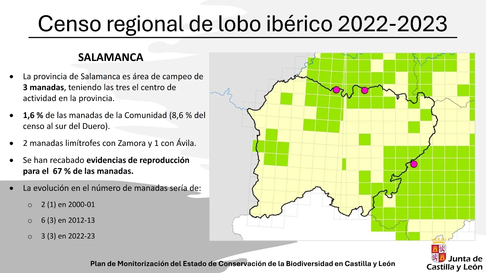 Foto 11 - M&aacute;s lobos en Castilla y Le&oacute;n pero menos en Salamanca