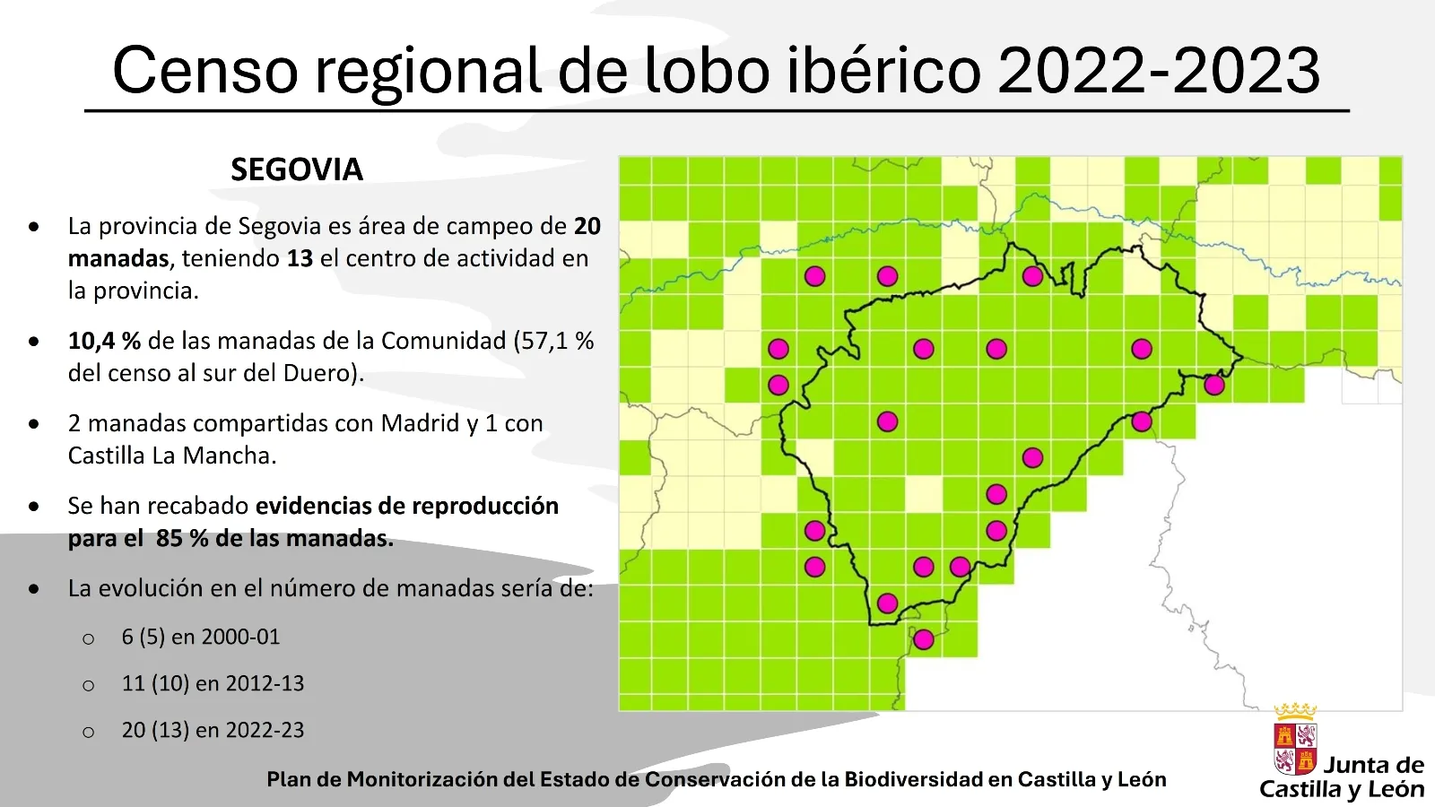 Foto 12 - M&aacute;s lobos en Castilla y Le&oacute;n pero menos en Salamanca