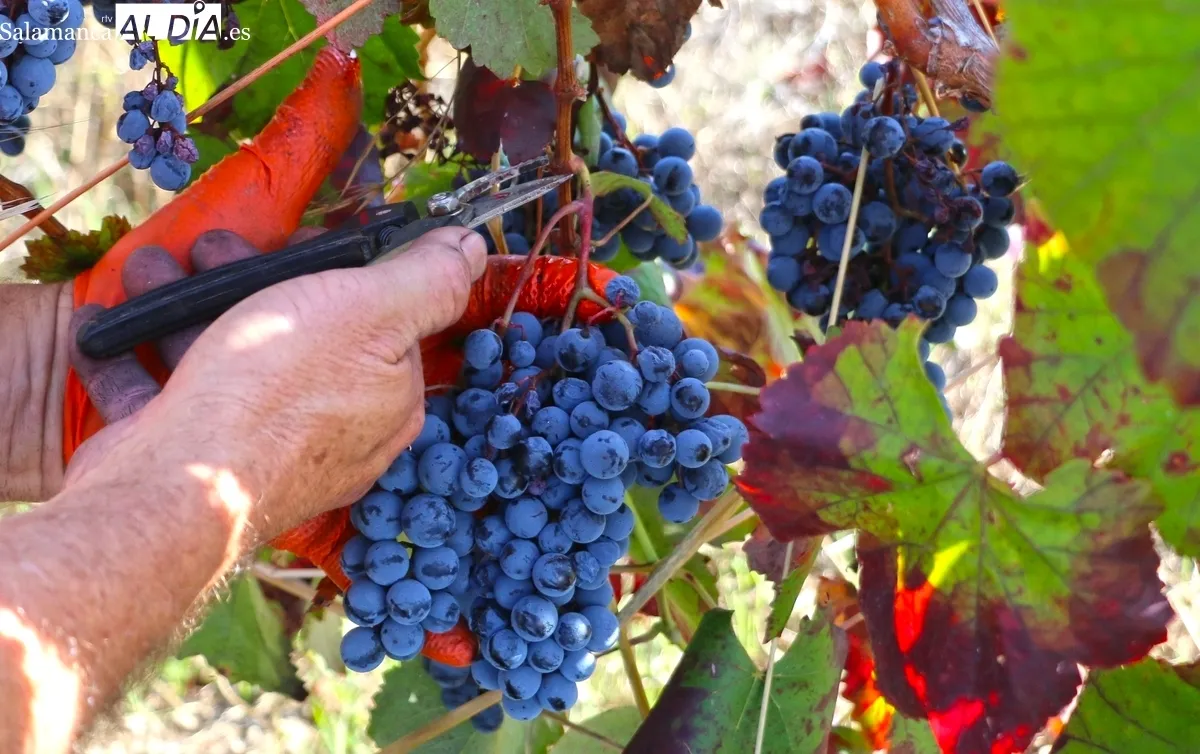 Uva garnacha / CORRAL
