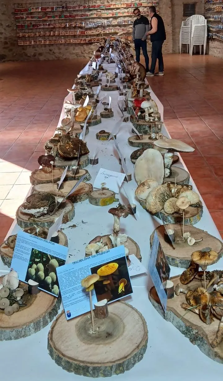Foto 3 - Identificadas m&aacute;s de 100 especies en las Jornadas Micol&oacute;gicas de Sancti-Sp&iacute;ritus