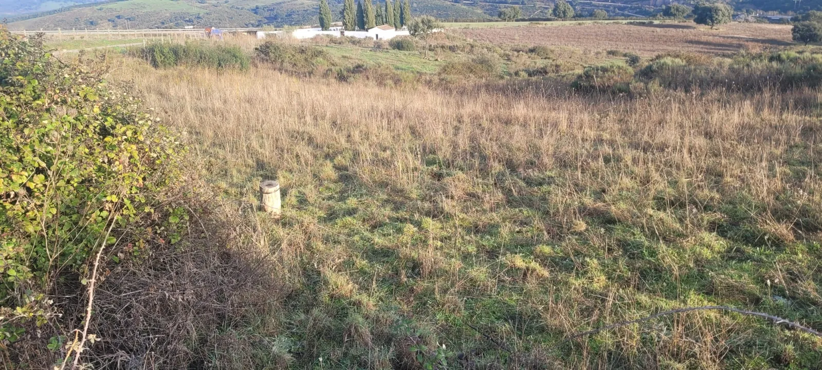 Foto 3 - Atacadas ovejas a apenas 100 metros de viviendas en Castillejo de Mart&iacute;n Viejo