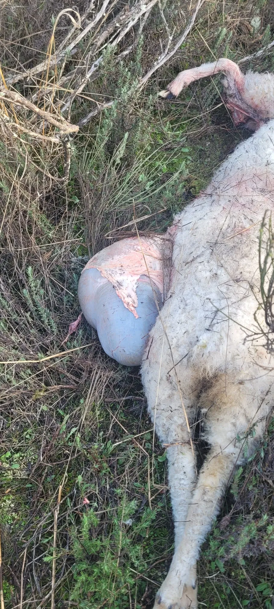 Foto 2 - Atacadas ovejas a apenas 100 metros de viviendas en Castillejo de Mart&iacute;n Viejo