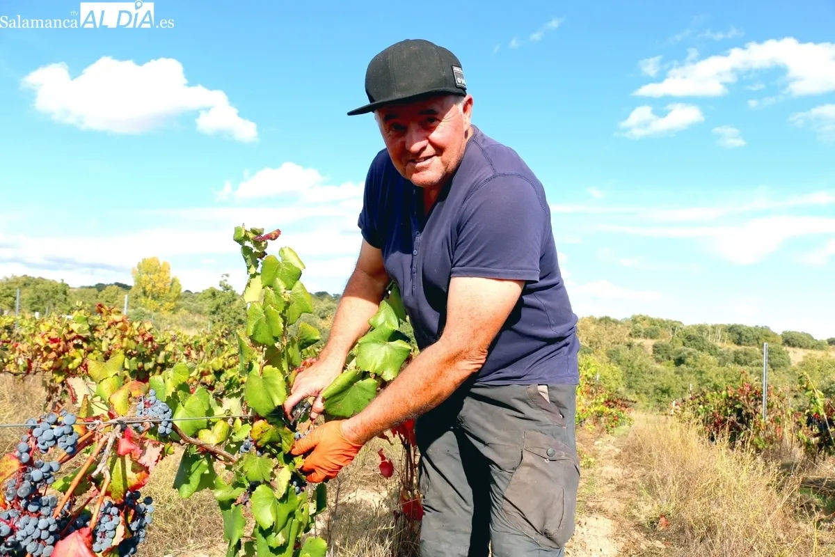 Julio Gallo en una de sus viñas en Pereña de la Ribera / CORRAL