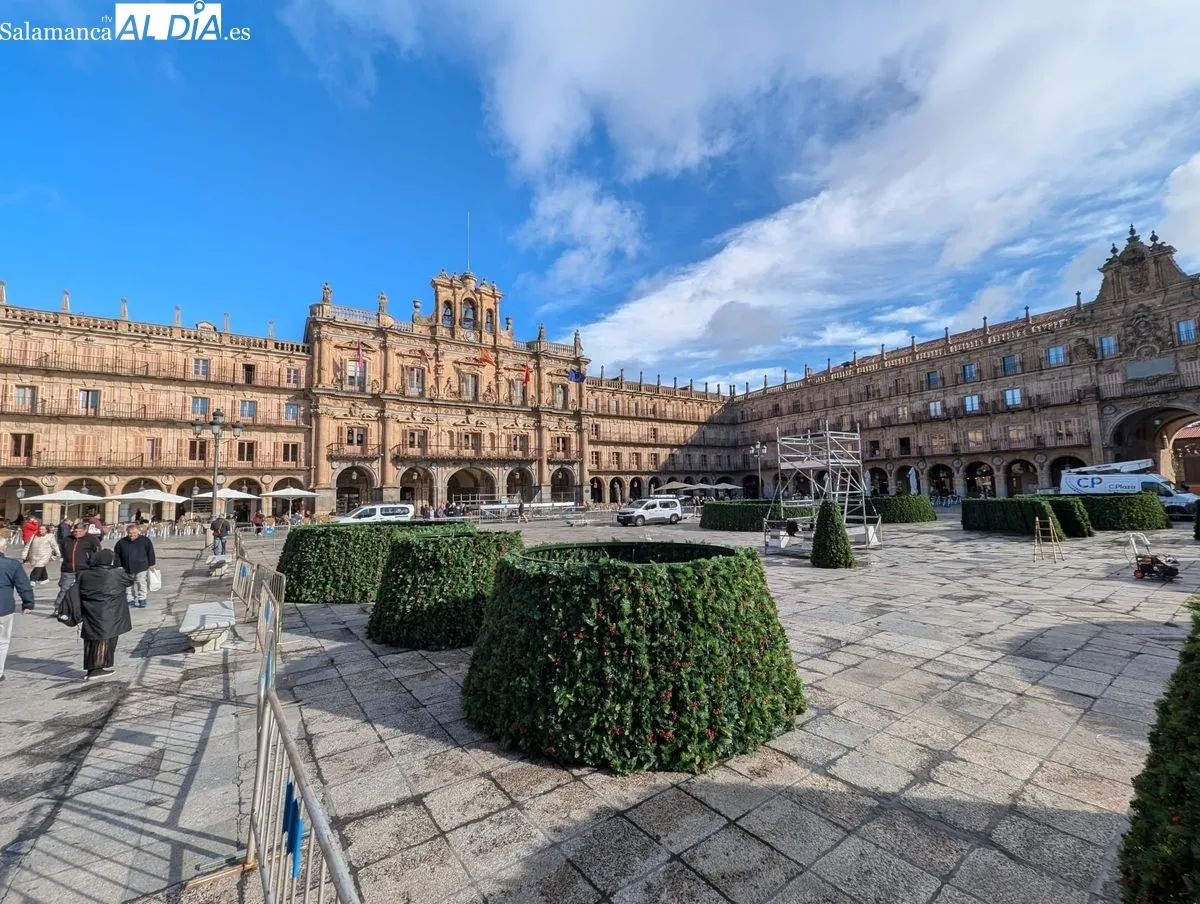 Montaje del gran árbol de Navidad en la Plaza Mayor de Salamanca. Foto de David Sañudo