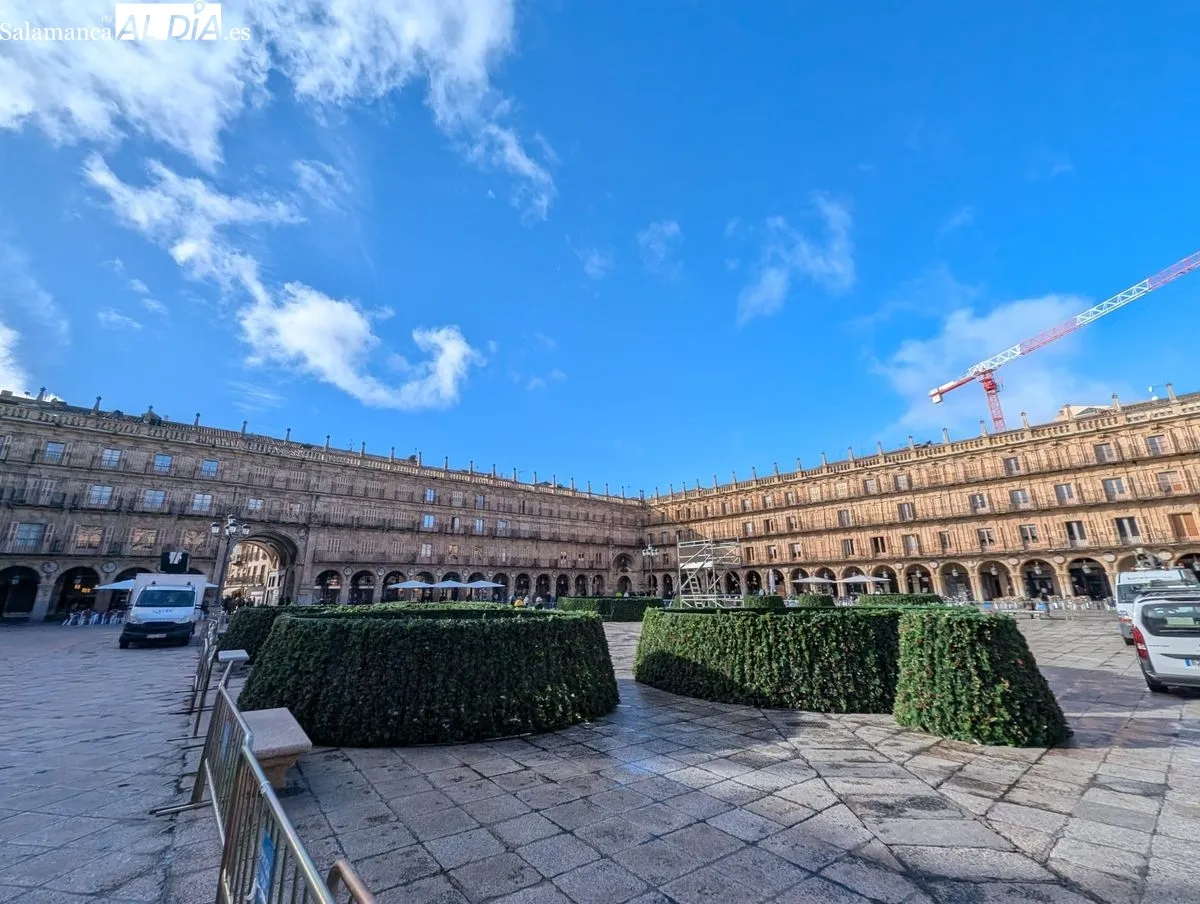 Montaje del gran árbol de Navidad en la Plaza Mayor de Salamanca. Foto de David Sañudo