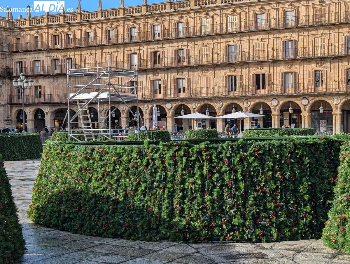 Montaje del gran árbol de Navidad en la Plaza Mayor de Salamanca. Foto de David Sañudo