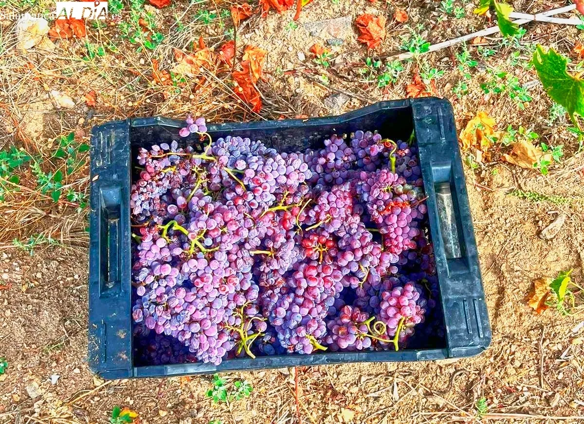 Uva verdejo colorado / CORRAL