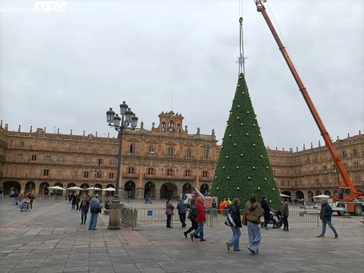 Árbol de Navidad de más de 23 metros en la Plaza Mayor de Salamanca. Foto de Diego de Castro