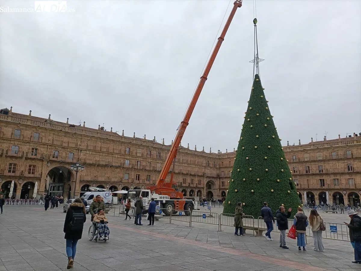 Árbol de Navidad de más de 23 metros en la Plaza Mayor de Salamanca. Foto de Diego de Castro