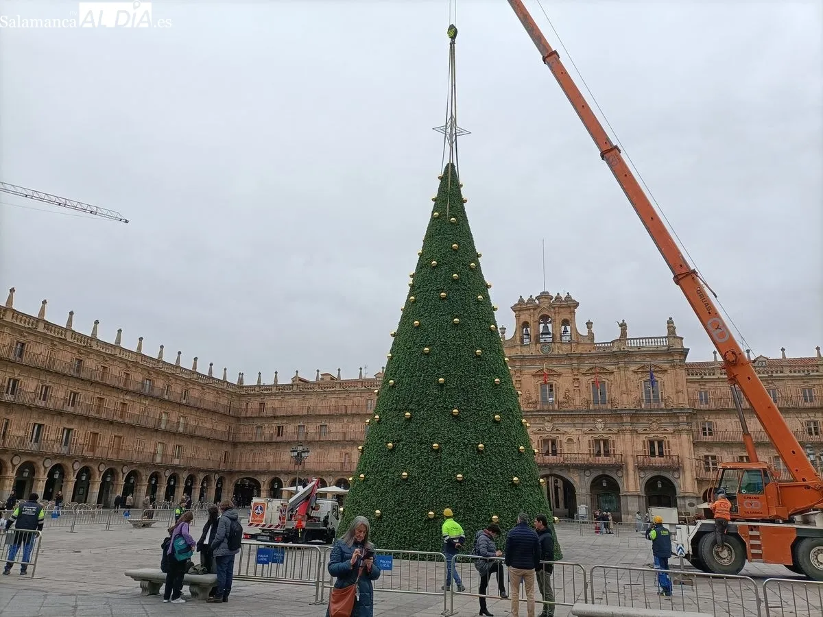Árbol de Navidad de más de 23 metros en la Plaza Mayor de Salamanca. Foto de Diego de Castro