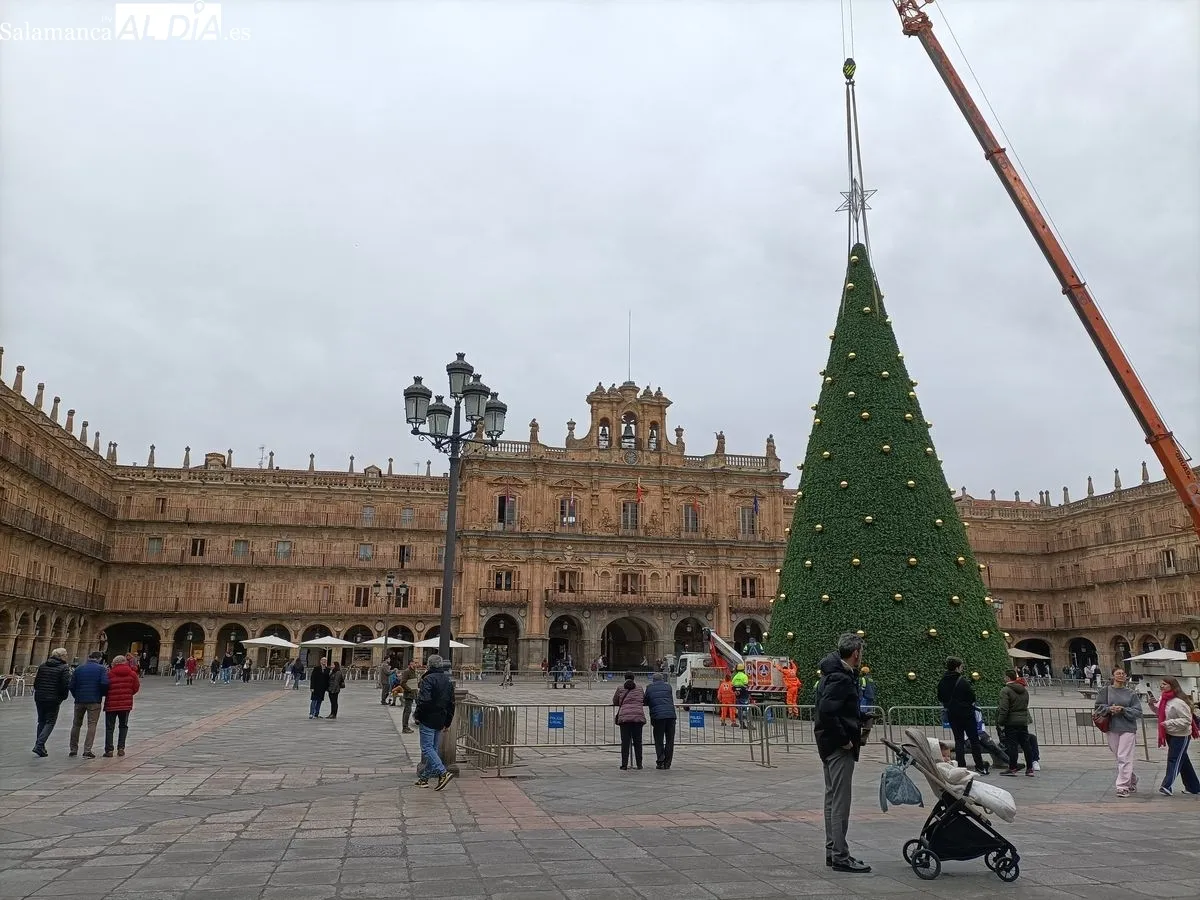 Árbol de Navidad de más de 23 metros en la Plaza Mayor de Salamanca. Foto de Diego de Castro