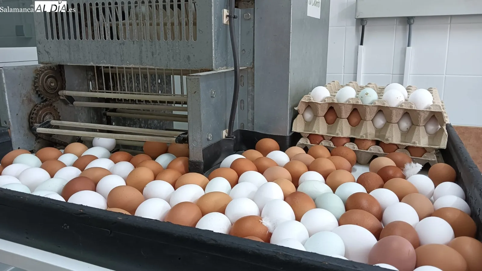 Huevos salmantinos que triunfan en restaurantes con estrella Michelín | Fotos: Toni Sánchez