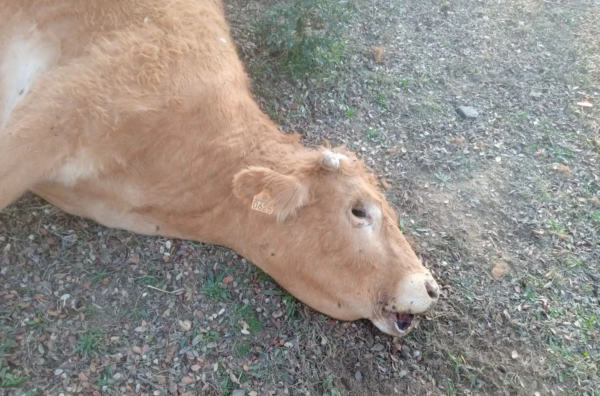 Ternera atacada