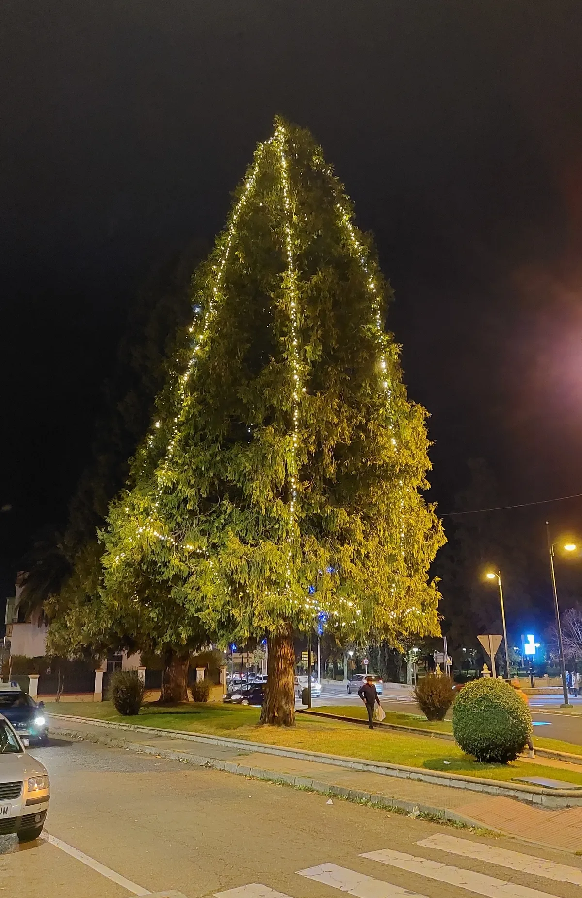 Foto 2 - Uno de los &aacute;rboles de la Glorieta del &Aacute;rbol Gordo incorpora iluminaci&oacute;n