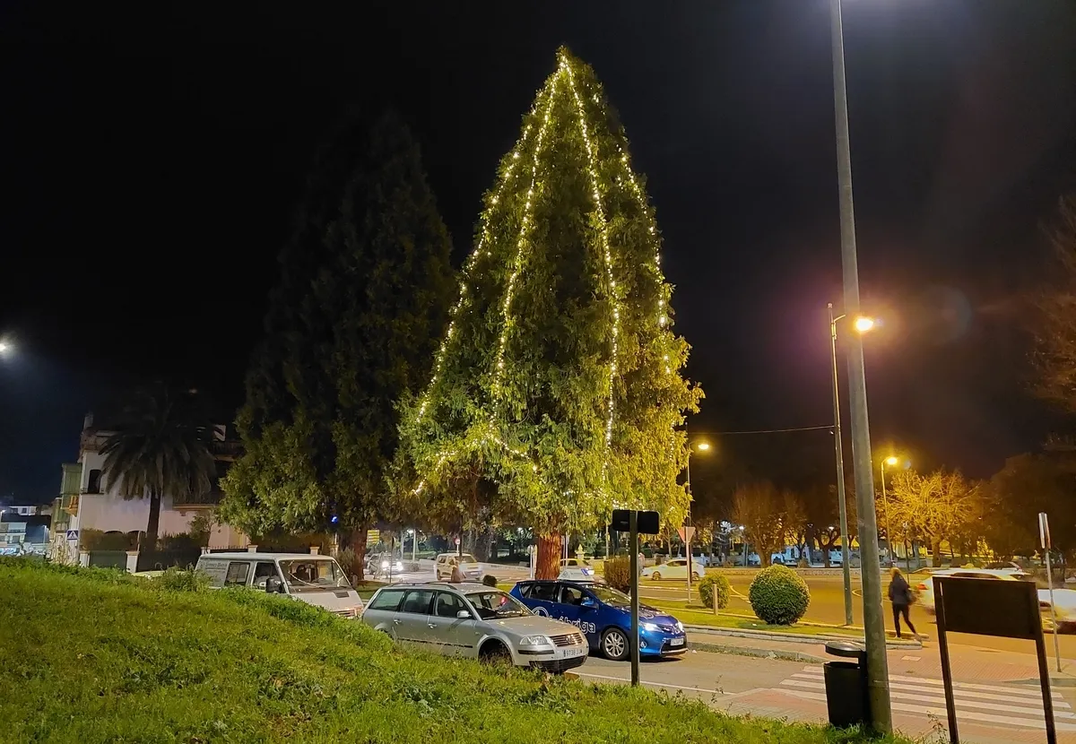 Foto 3 - Uno de los &aacute;rboles de la Glorieta del &Aacute;rbol Gordo incorpora iluminaci&oacute;n
