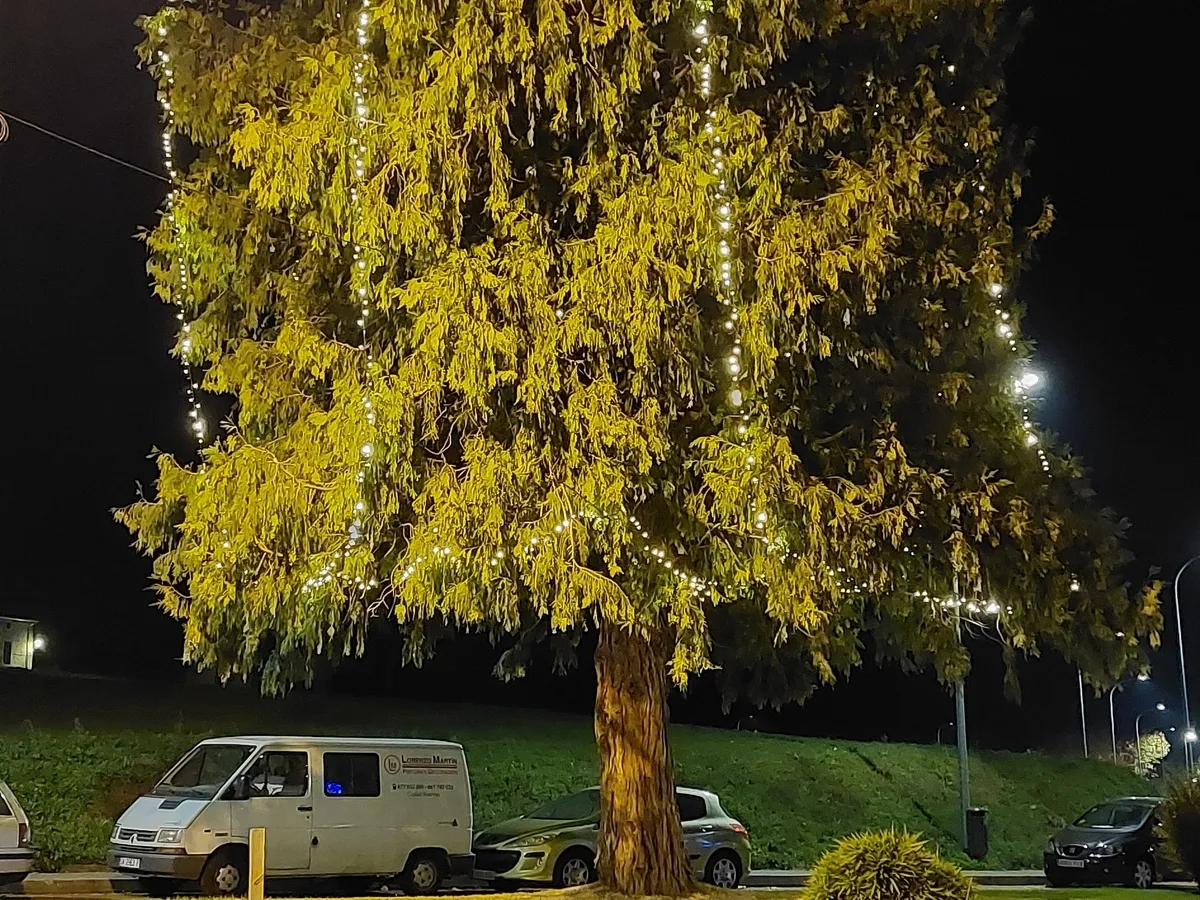 Foto 4 - Uno de los &aacute;rboles de la Glorieta del &Aacute;rbol Gordo incorpora iluminaci&oacute;n
