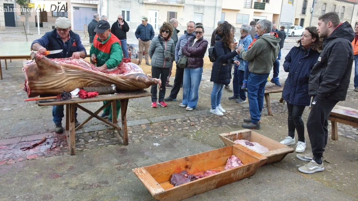 Foto 3 - Hinojosa de Duero celebra la XXIII edici&oacute;n de la Matanza T&iacute;pica del Cerdo
