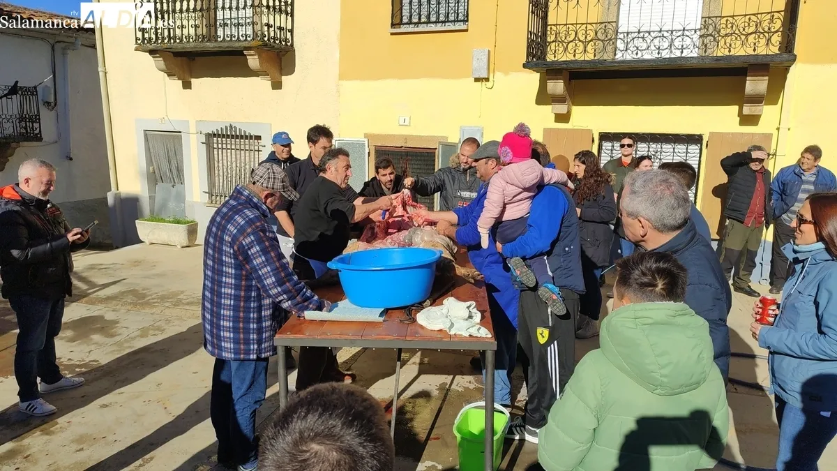 XIV Matanza Tradicional de Saucelle / CORRAL
