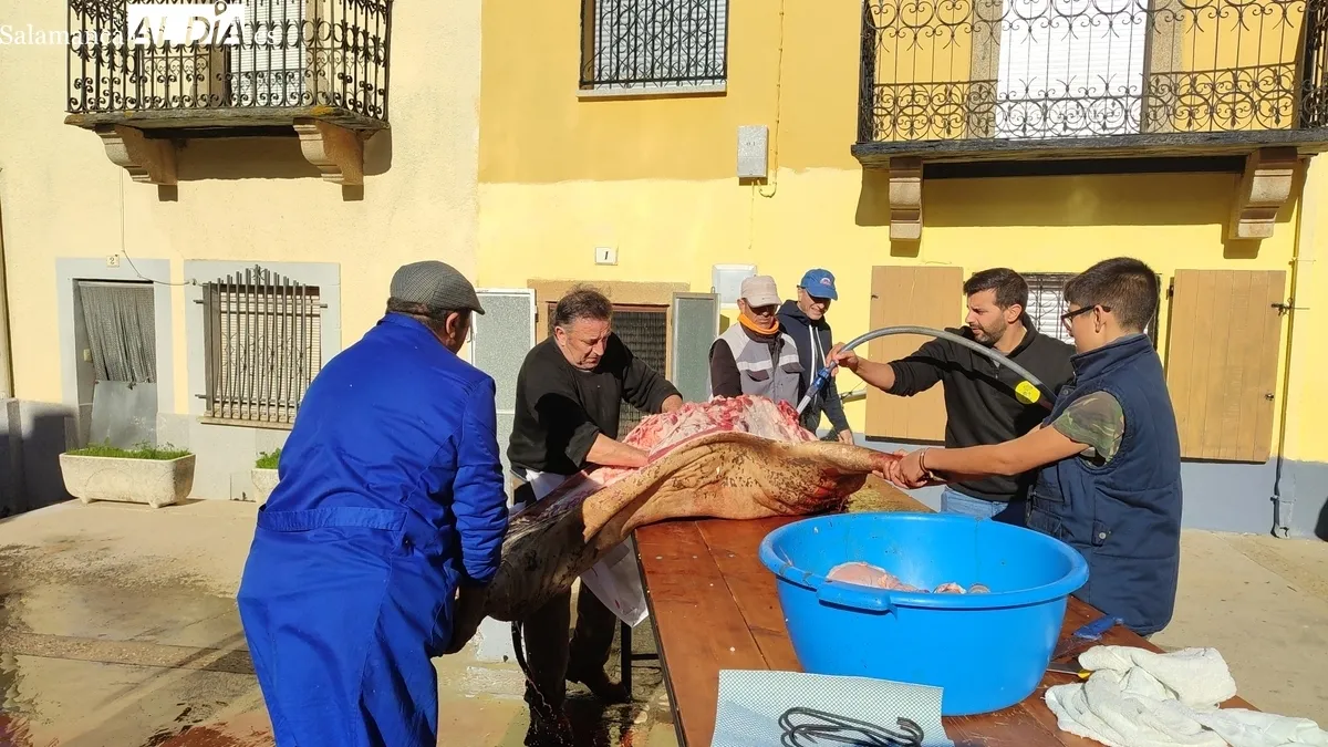 XIV Matanza Tradicional de Saucelle / CORRAL