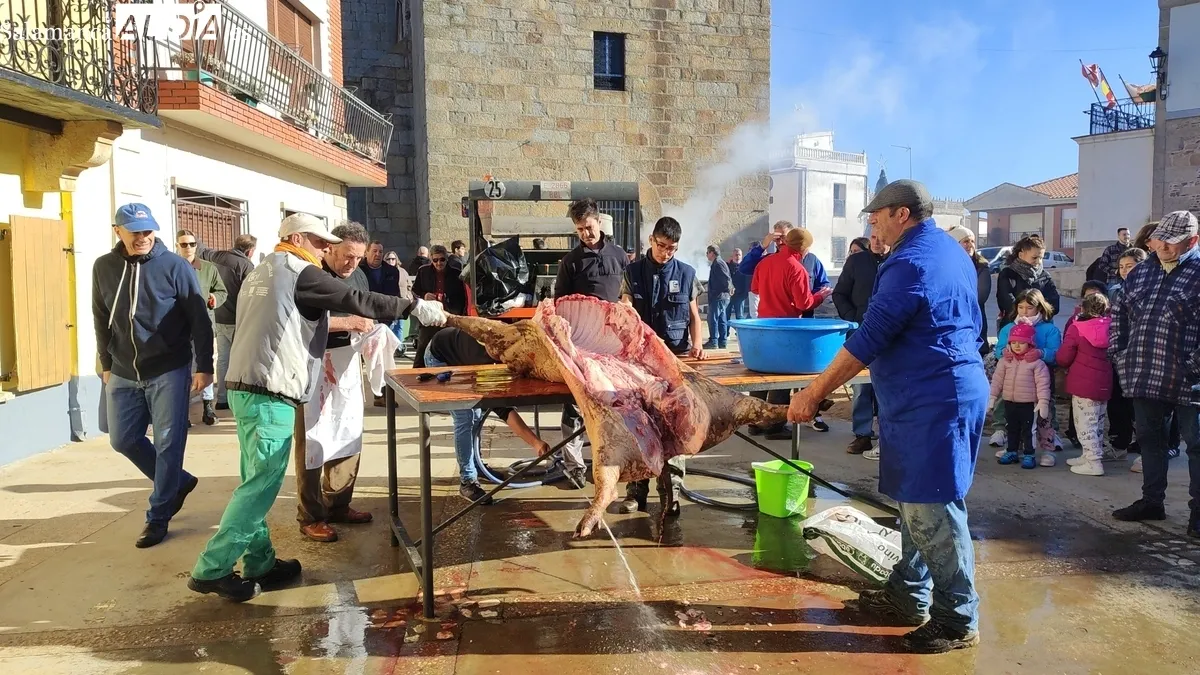 XIV Matanza Tradicional de Saucelle / CORRAL