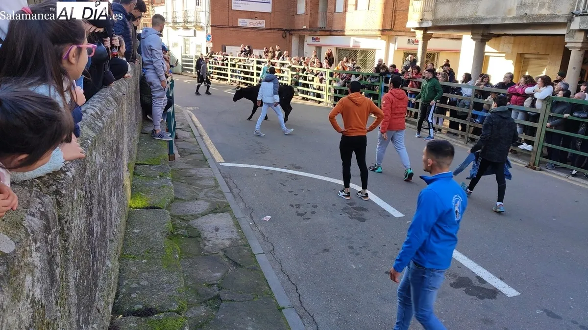 El IV Toro de San Nicolás llena las calles de Vitigudino / CORRAL Y SÁNCHEZ 