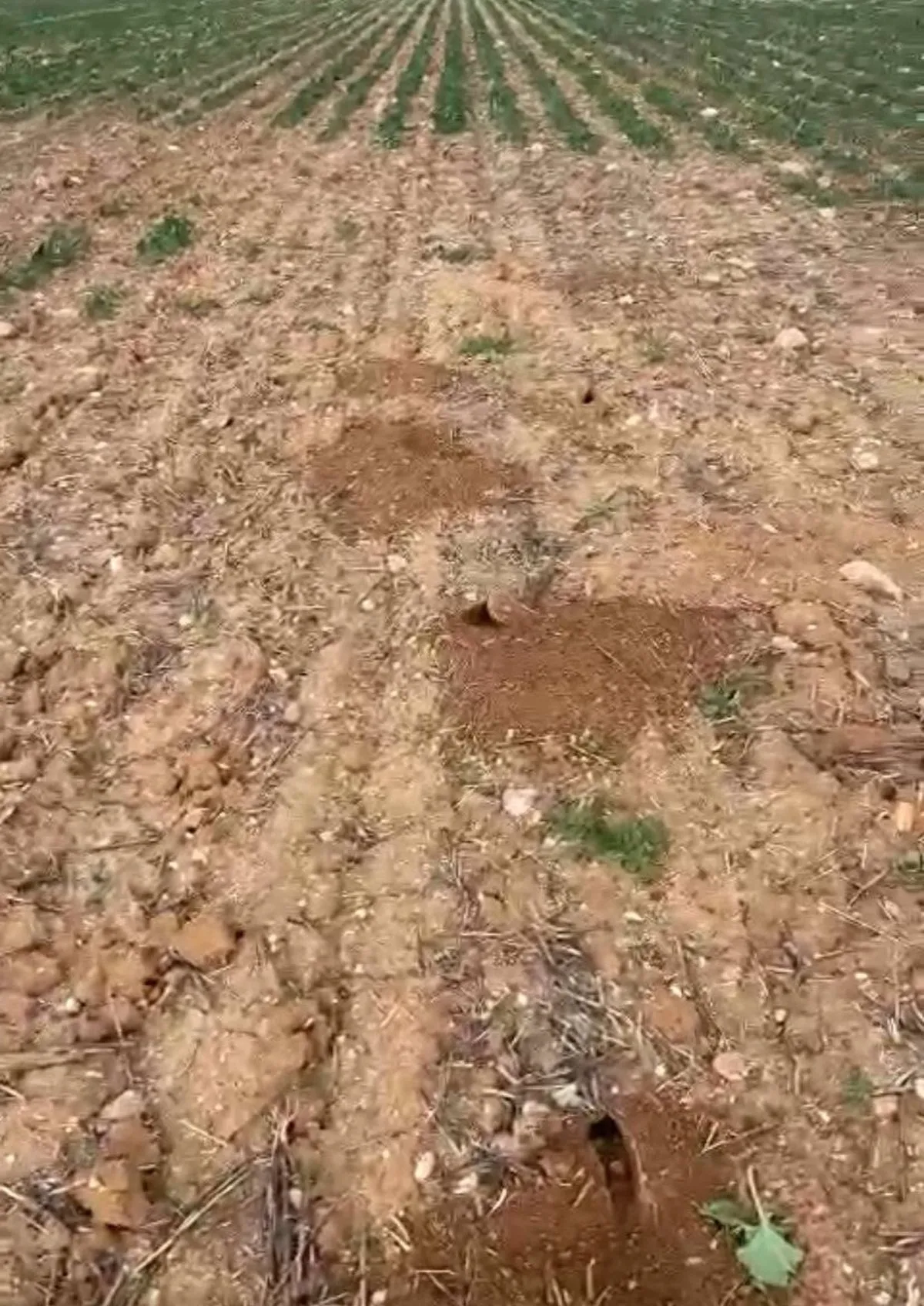 Imagen de una parcela afectada por los topillos. Foto ASAJA