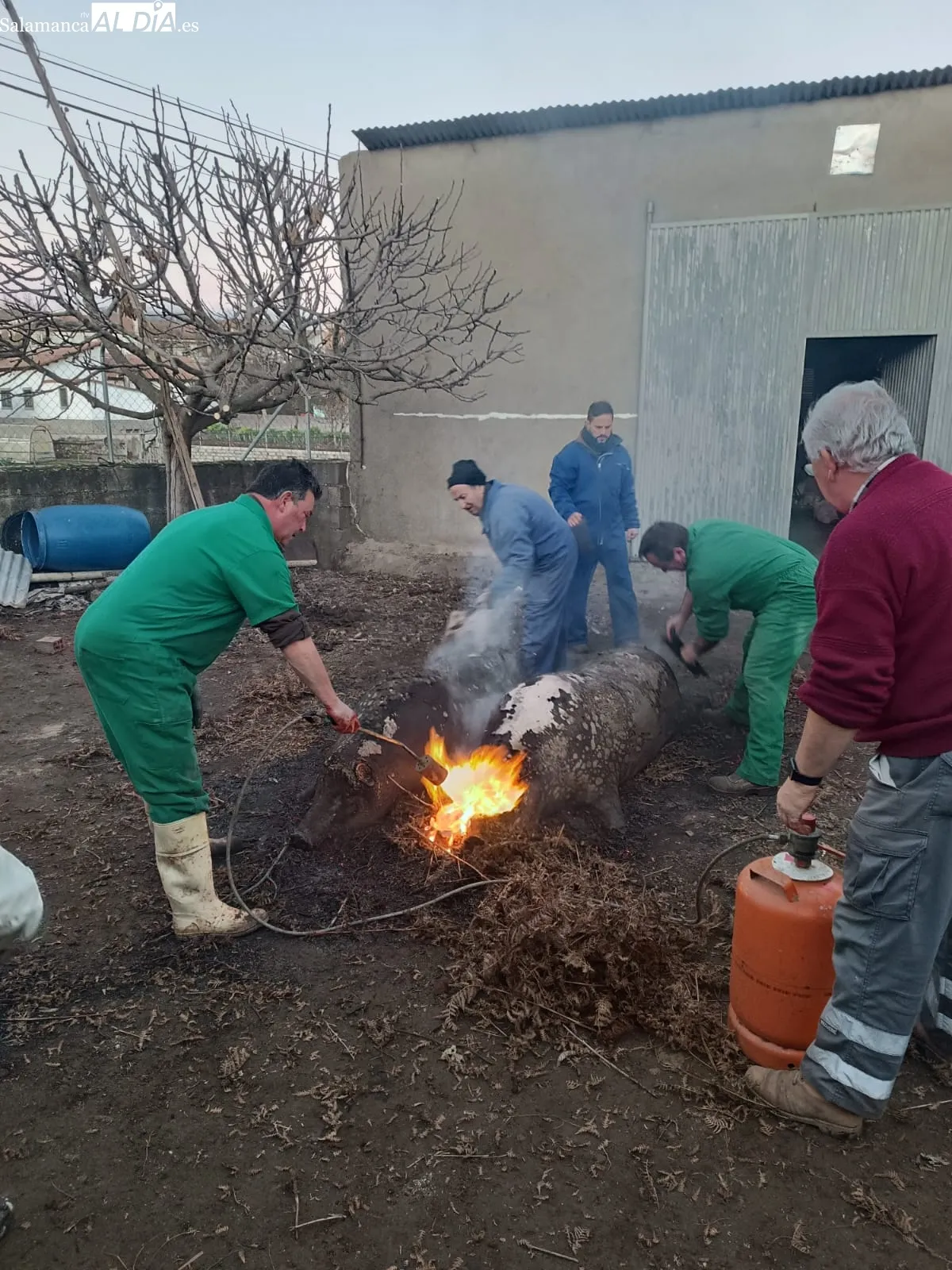 Matanza tradicional a cargo de la familia Muñoz Marcos en Linares de Riofrío