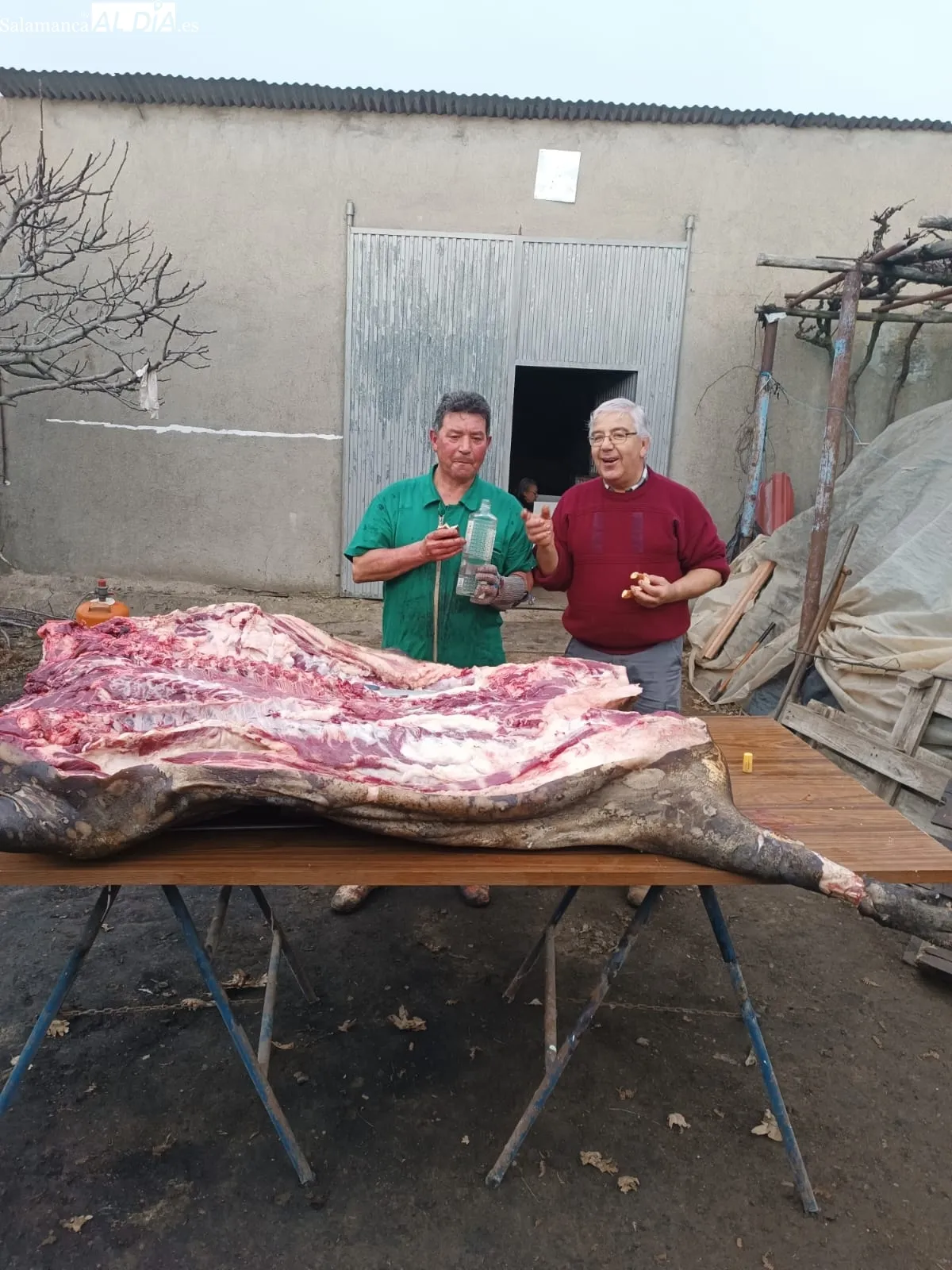 Matanza tradicional a cargo de la familia Muñoz Marcos en Linares de Riofrío