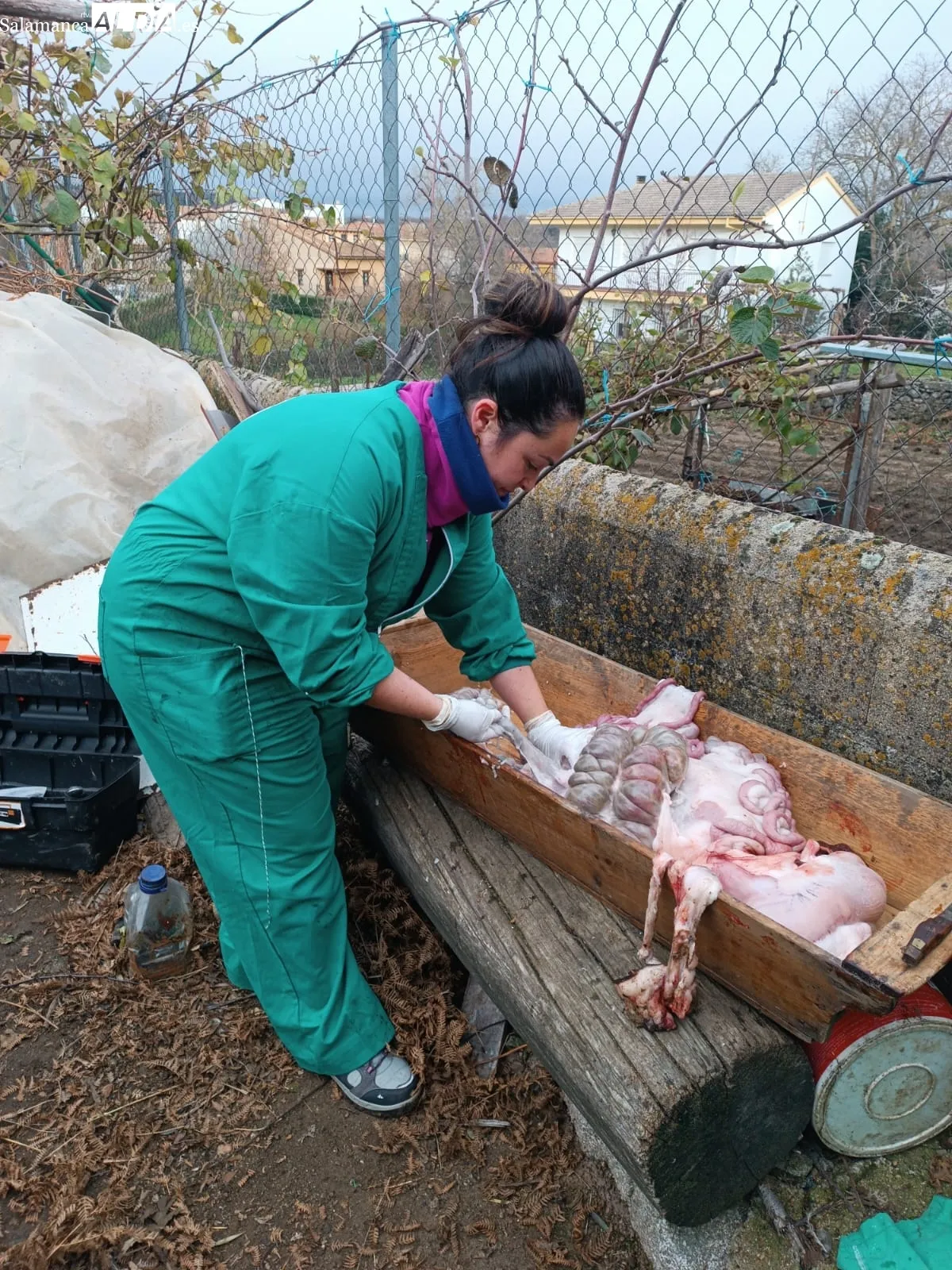 Matanza tradicional a cargo de la familia Muñoz Marcos en Linares de Riofrío