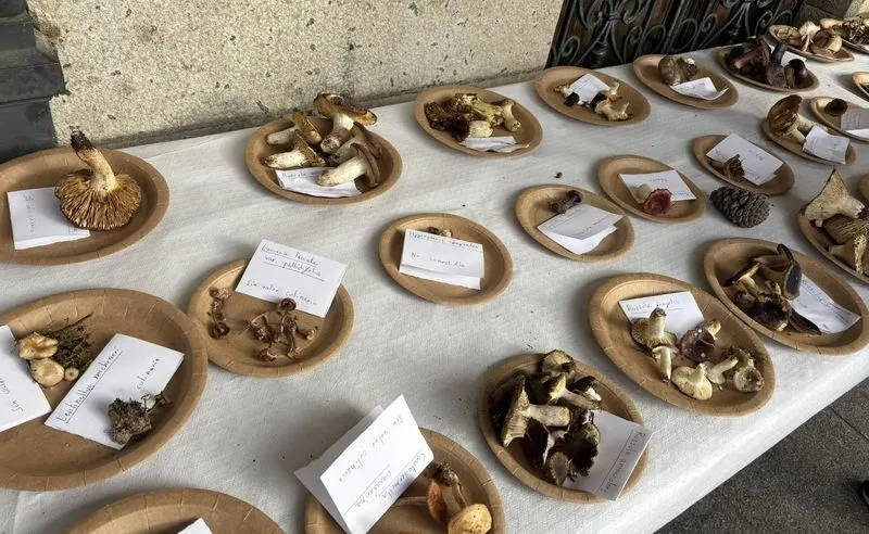 Foto 5 - Alba de Tormes celebra con &eacute;xito las II Jornadas Micol&oacute;gicas: educaci&oacute;n, gastronom&iacute;a y naturaleza
