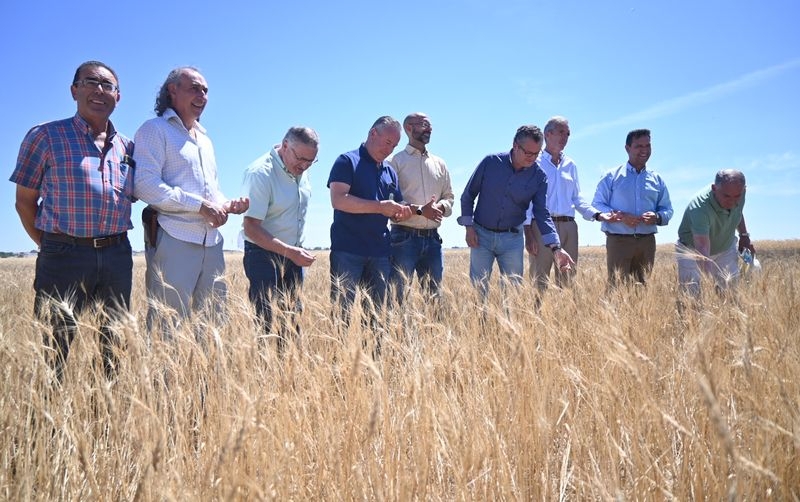 Previsión de buenos resultados en la cosecha de cereal de Castilla y León