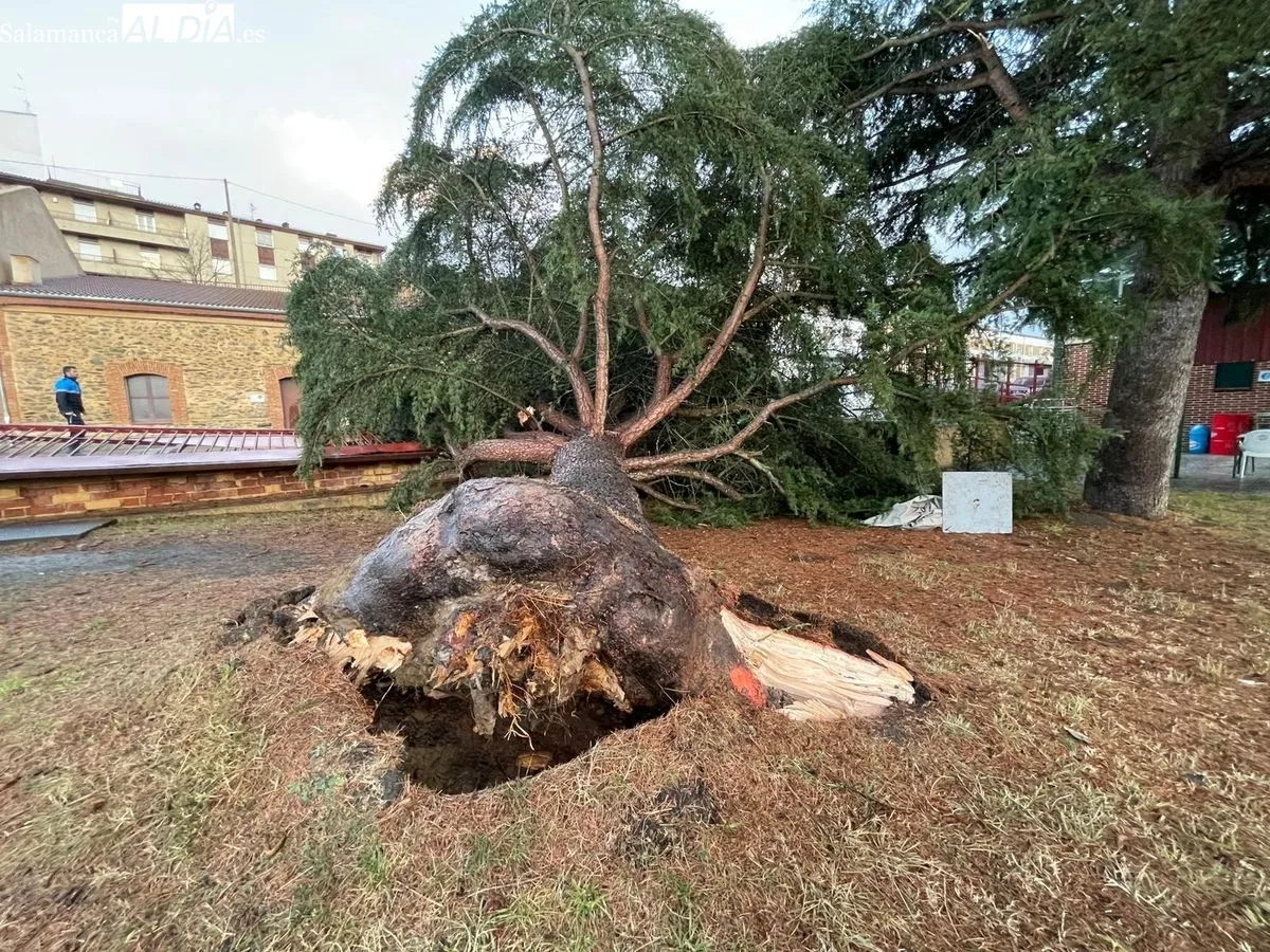 Imágenes del árbol caído en Alba de Tormes. Foto: Roberto Jiménez