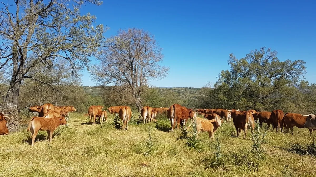 Explotación en extensivo de vacuno de carne
