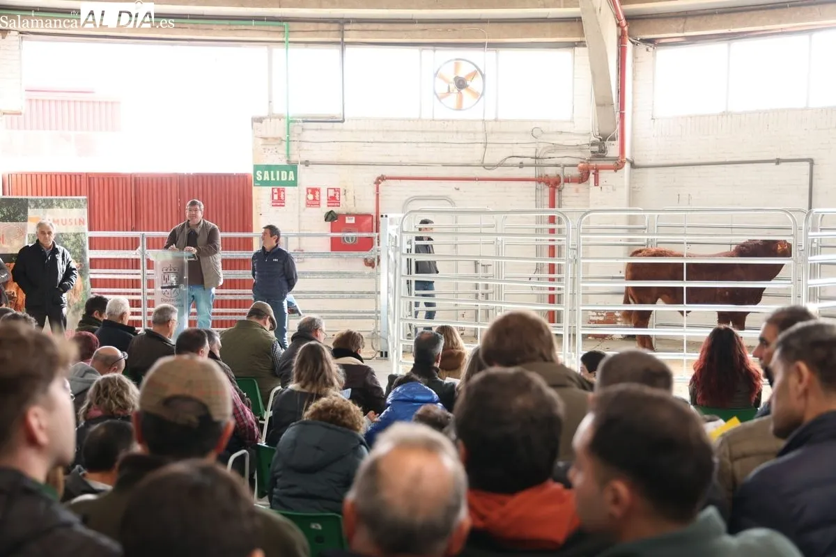El Recinto Ferial de Salamanca acoge la Subasta de sementales de la Raza Limusina | FOTOS: David Sañudo 