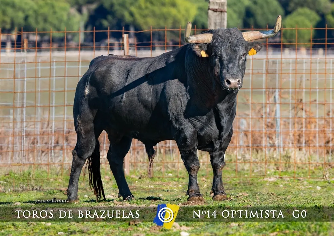 Foto 2 - Dada a conocer la imagen de los astados del Carnaval del Toro 2025