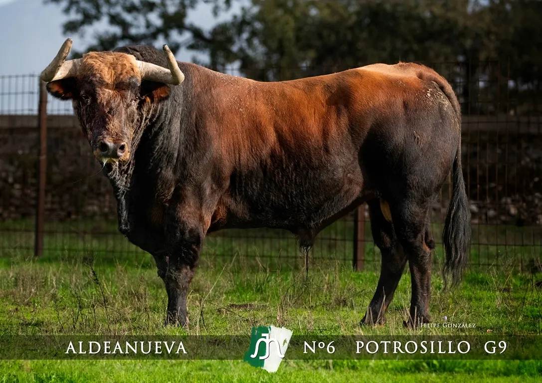 Foto 3 - Dada a conocer la imagen de los astados del Carnaval del Toro 2025